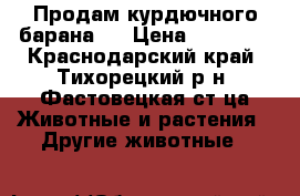 Продам курдючного барана.  › Цена ­ 12 000 - Краснодарский край, Тихорецкий р-н, Фастовецкая ст-ца Животные и растения » Другие животные   